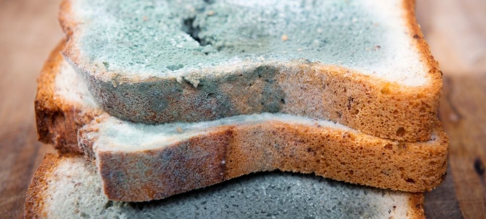 UN BICENTENARIO CON SABOR A PODRIDO